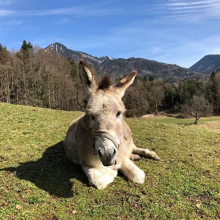 Alojamento de Turismo Rural Donauerhof *